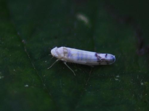 Ribautiana tenerrima